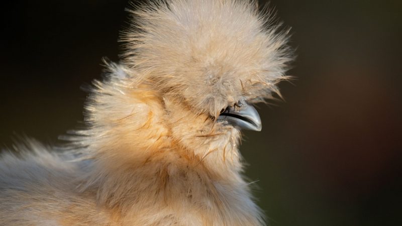 Buff Silkies