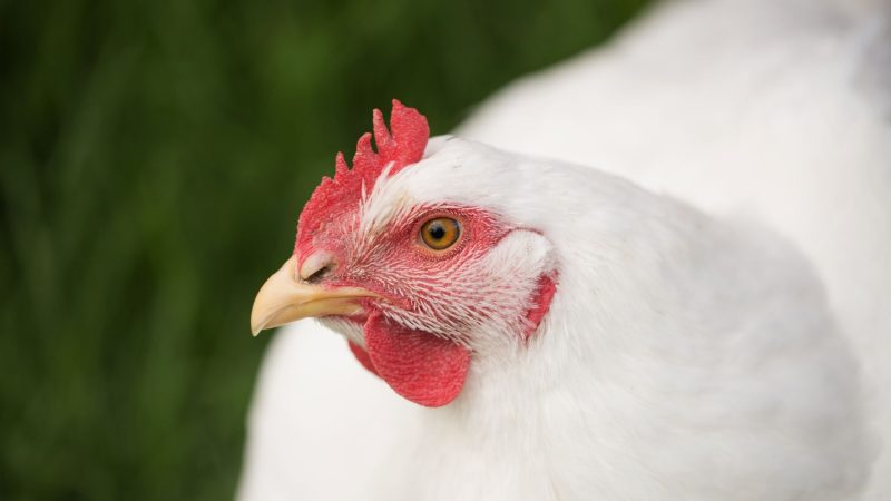 California White Chicken