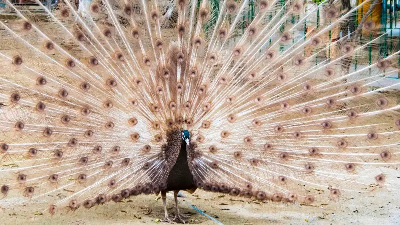 how-much-does-a-peacock-cost-are-they-expensive-farm-and-chill