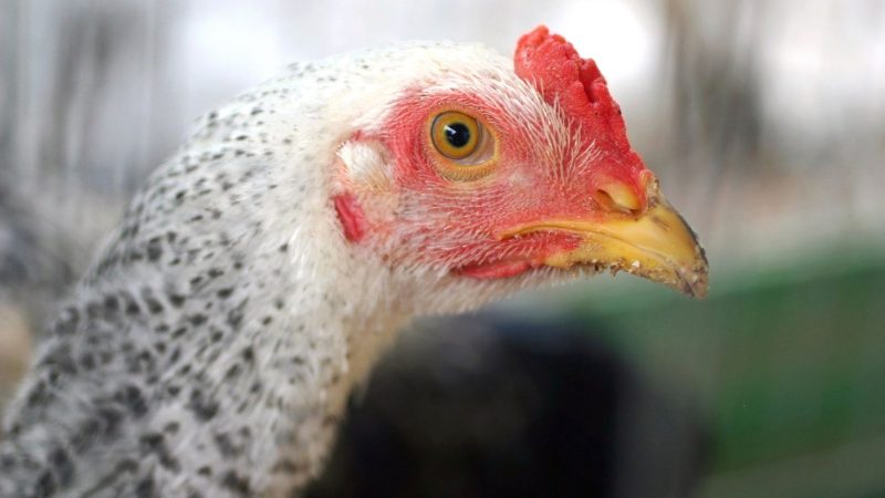 How Long Do California White Chicken Live