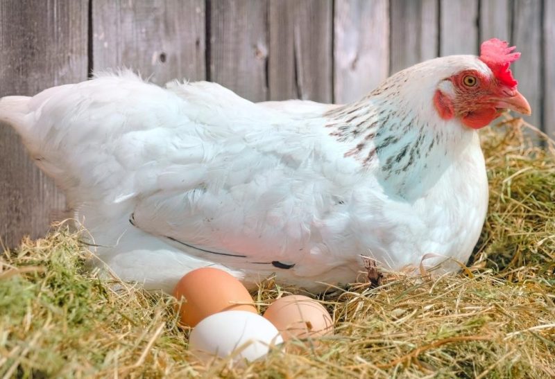 How Many Eggs Will a Chicken Lay