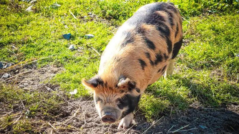 Kunekune