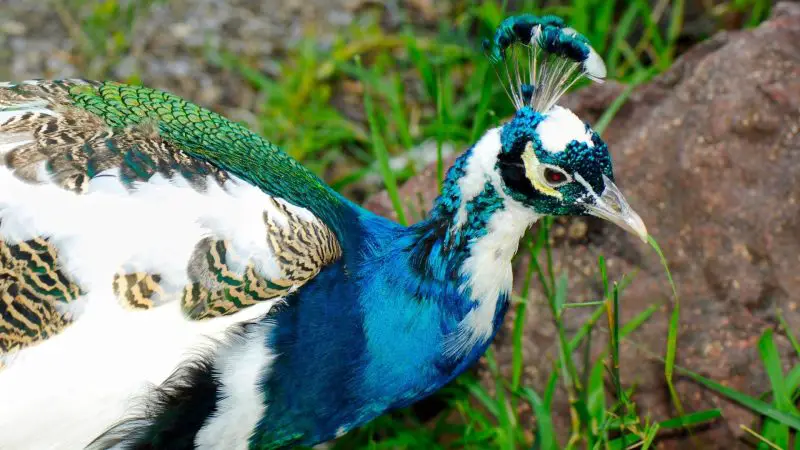 how-much-does-a-peacock-cost-are-they-expensive-farm-and-chill