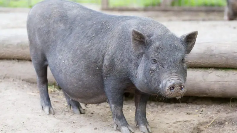 Pot Bellied Pigs