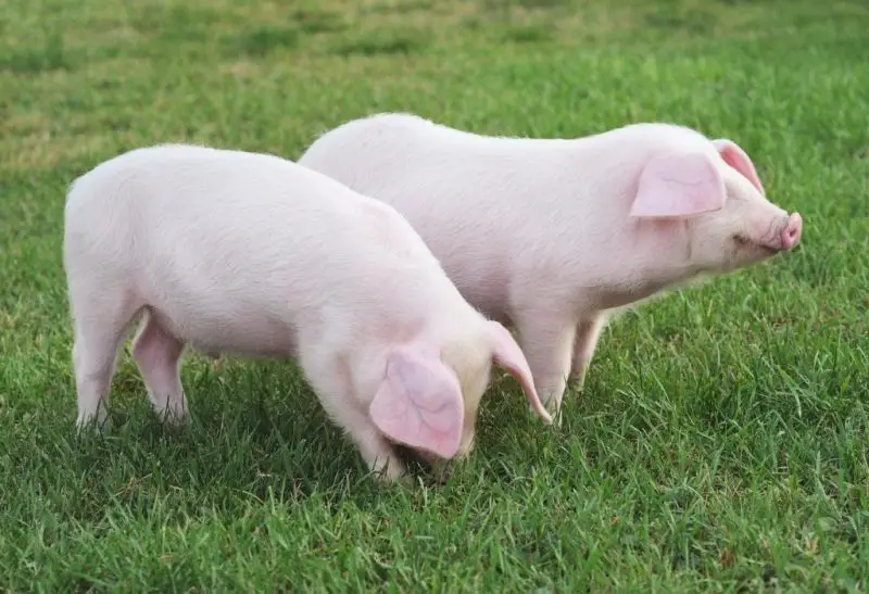 Small Pig Breeds That Will Make You Smile