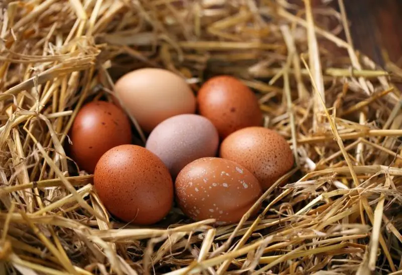 What Animals Eat Chicken Eggs