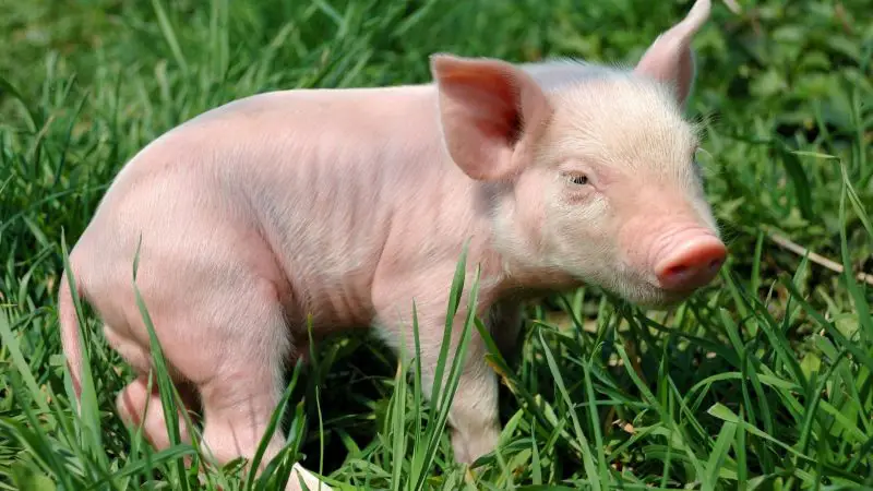 What Are Small Pig Breeds