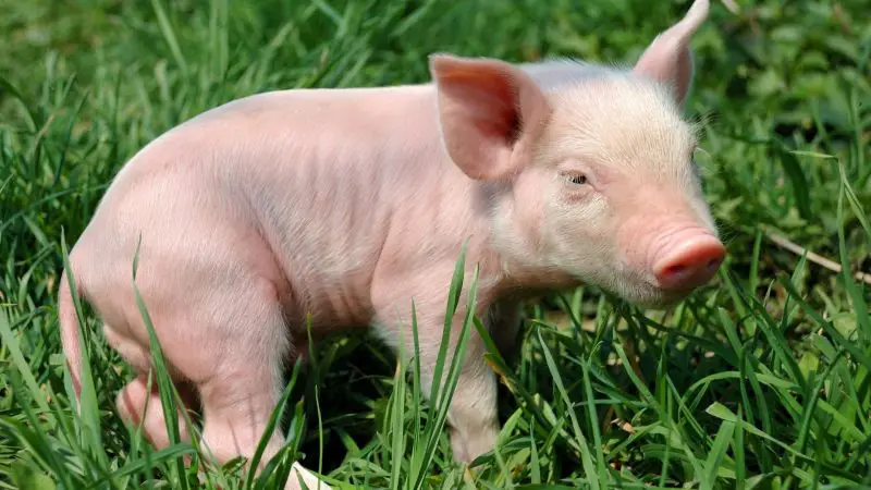 9 Small Pig Breeds That Will Make You Smile | Information and Facts ...