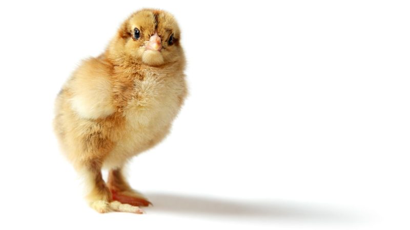 What Do Light Brahma Chicks Look Like