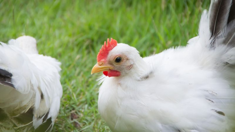 Where Do California White Chickens Originate