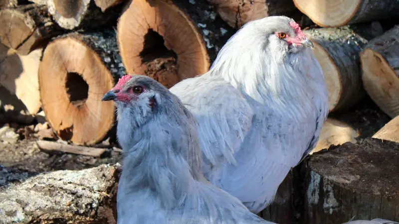 White Ameraucana