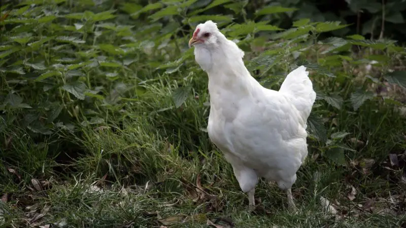 White Araucana