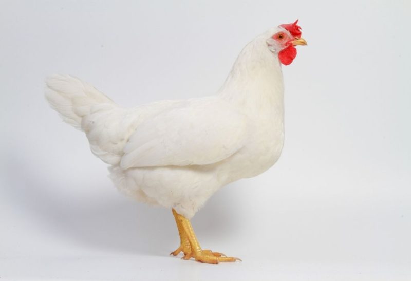 White Chicken Breeds All You Need to Know!