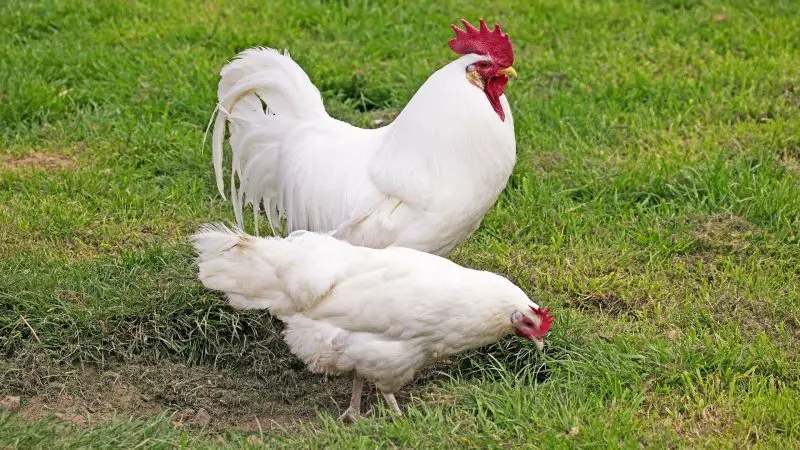 White Leghorn