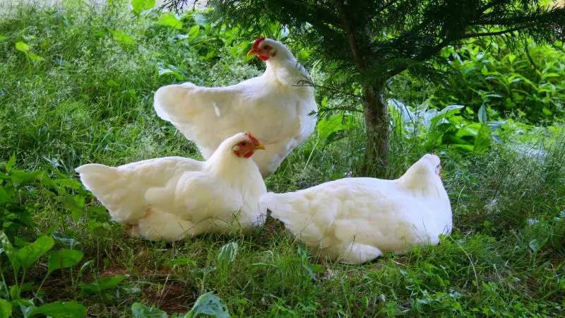 White Plymouth Rock Chicken