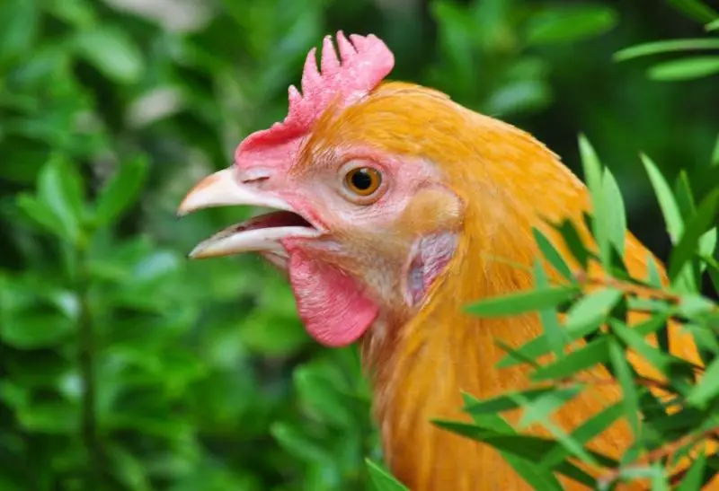Yellow Chicken Breeds Information and Facts!