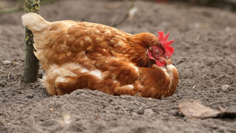 Your Chicken Has an Infection or a Pest Infestation
