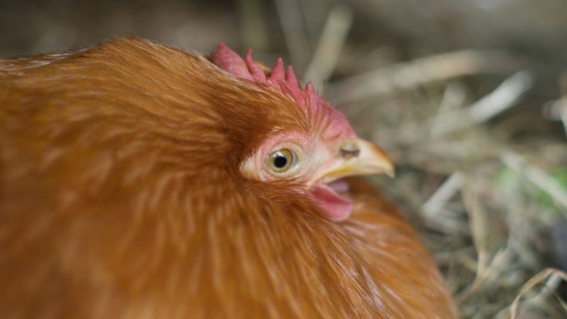 Your Chicken Is Exhibiting Broody Behavior