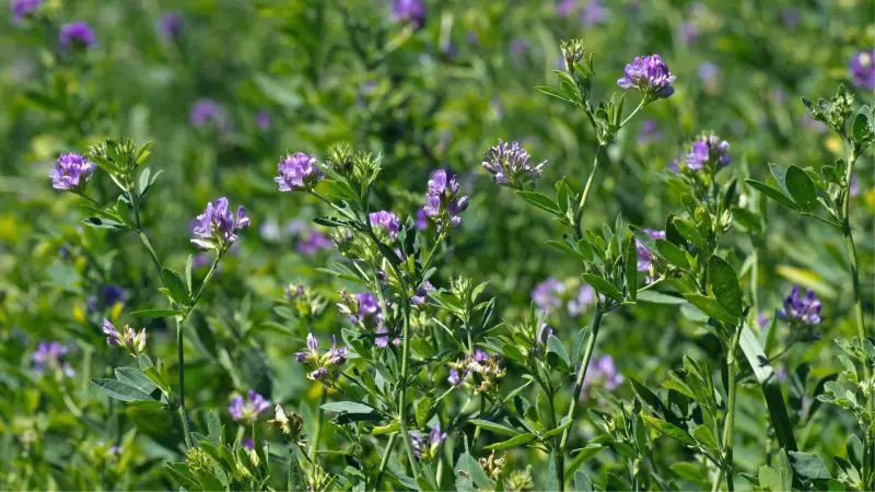 Alfalfa