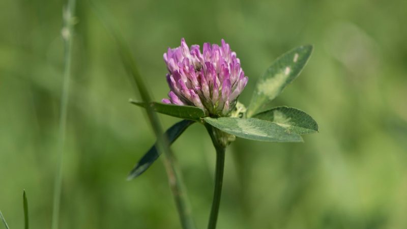 Balansa clover