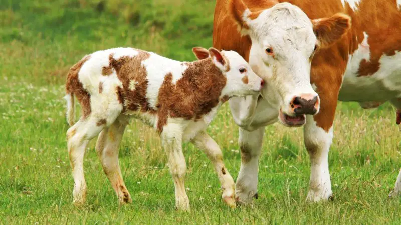 Can Cows Feel Emotions