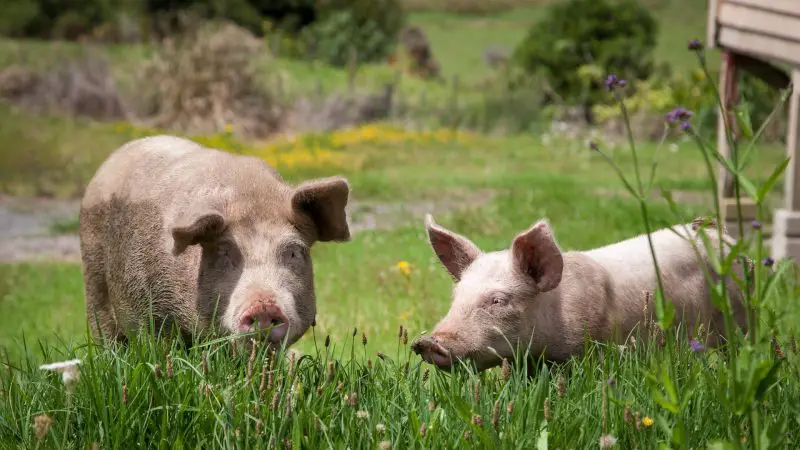 Can Pigs Spread Disease to Humans
