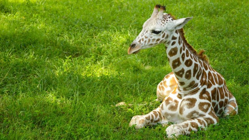 Can You Adopt a Baby Giraffe