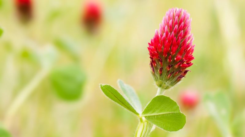 Crimson clover