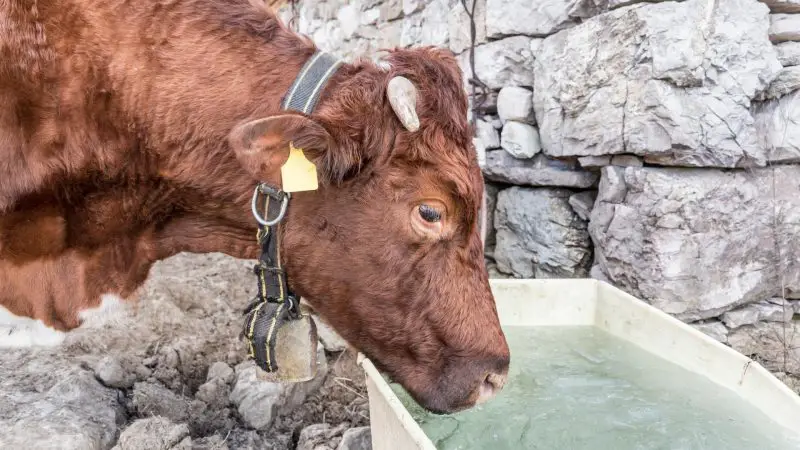 Do Cattle Need Water in Winter.