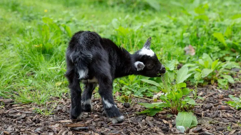 Do Pygmy Goats Eat Everything