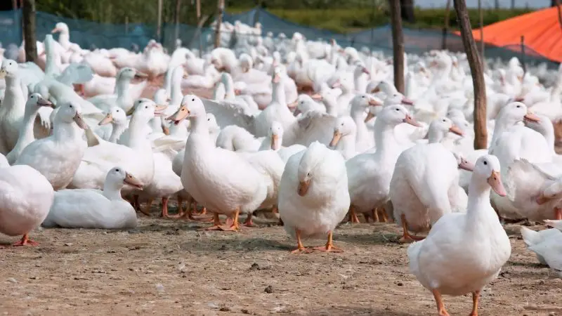 Duck Farming