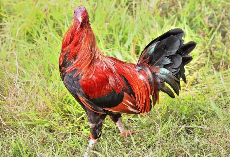 Fighting Rooster Breeds