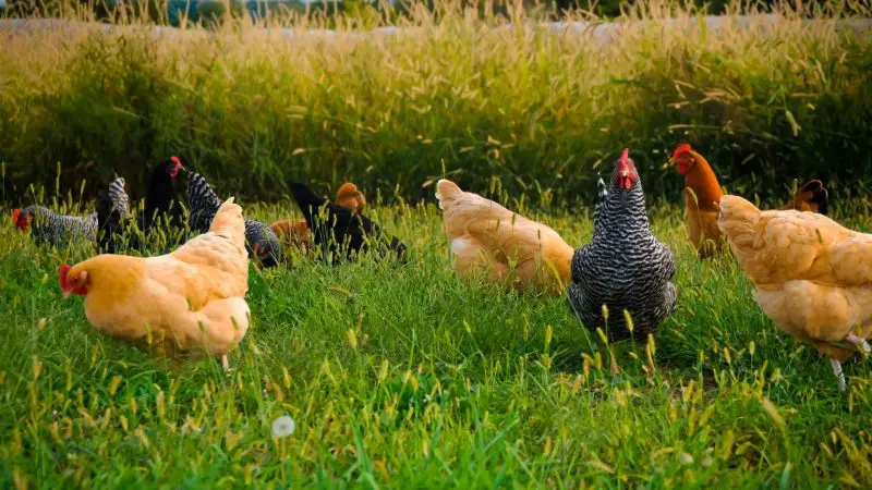 Group Chicken Terminology