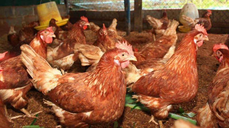 How Can I Start Poultry Farming