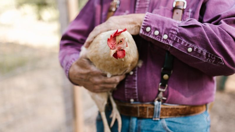 How Do Chicken Farmers Get Paid