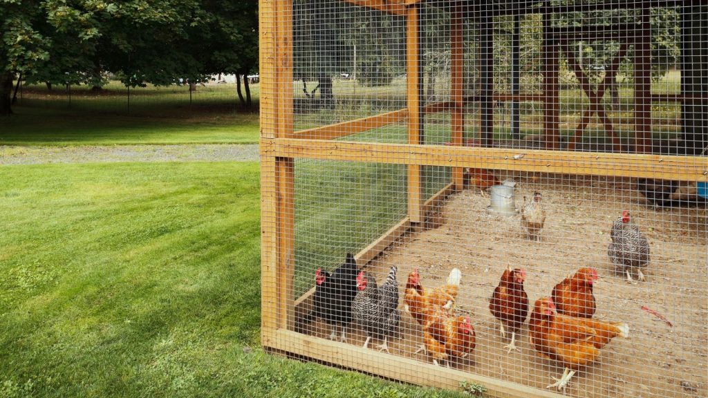 How Do Poultry Farms Work