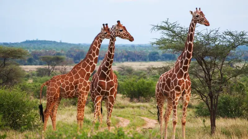 How Long Does a Giraffe Live