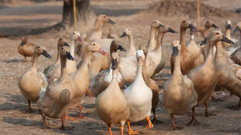 How Many Ducks Do You Need For a Farm