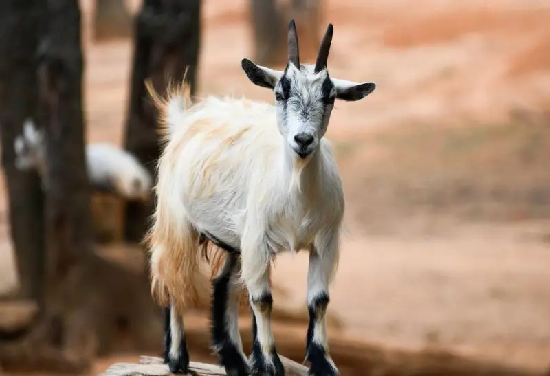 How Much Does a Pygmy Goat Cost