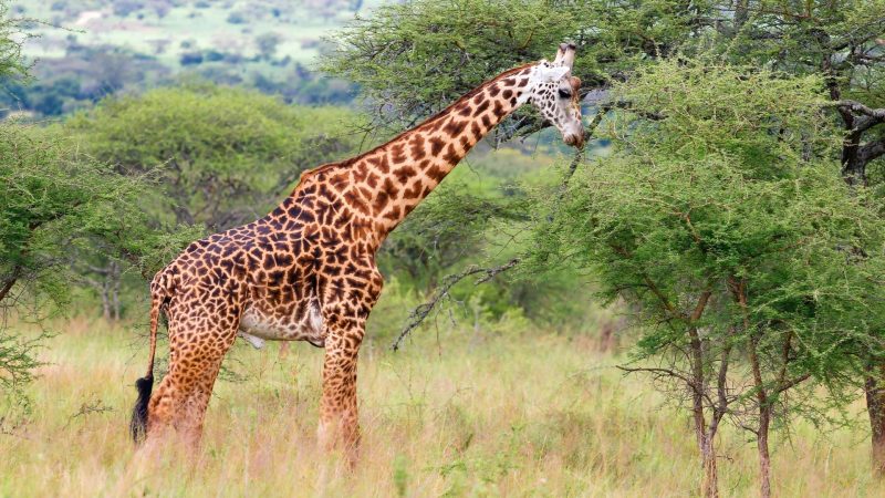 How Much Does it Cost to Feed a Giraffe per Day