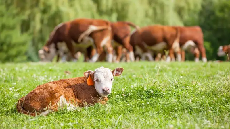 Is Clover Toxic to Cattle