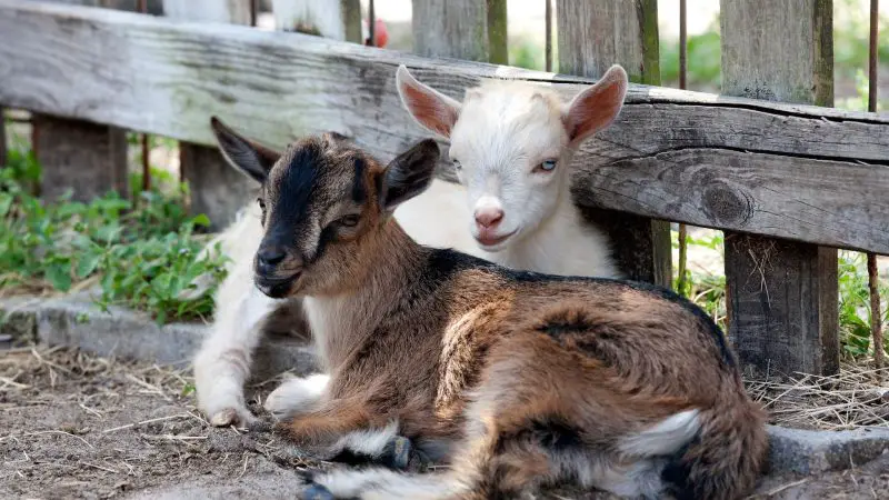 Nigerian Dwarf Goats