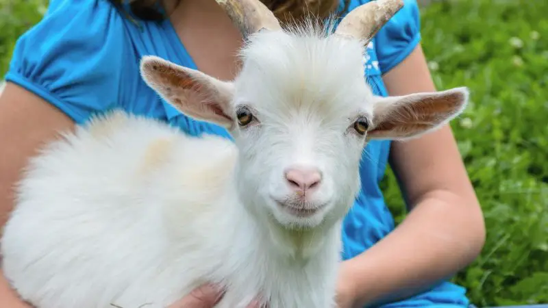 Pygmy Goat Care