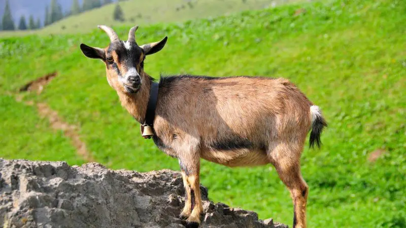 Pygmy Goats
