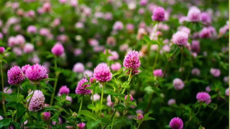 Red clover