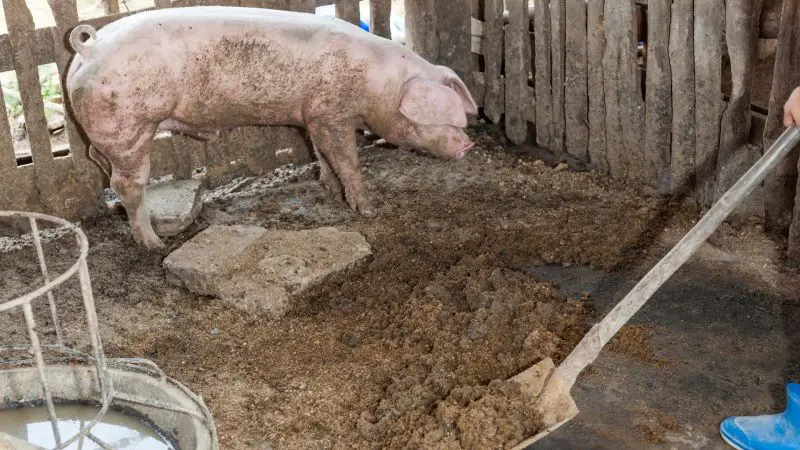 Should Pigs be Eating Their Poop or Not