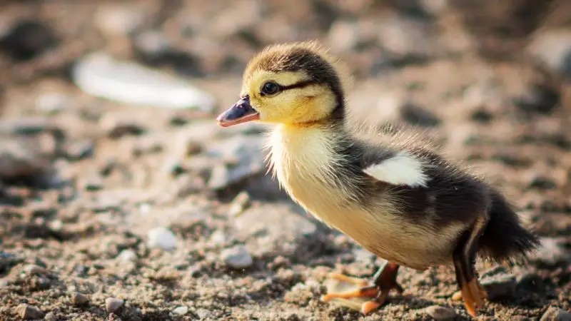 What Do Baby Ducks Need