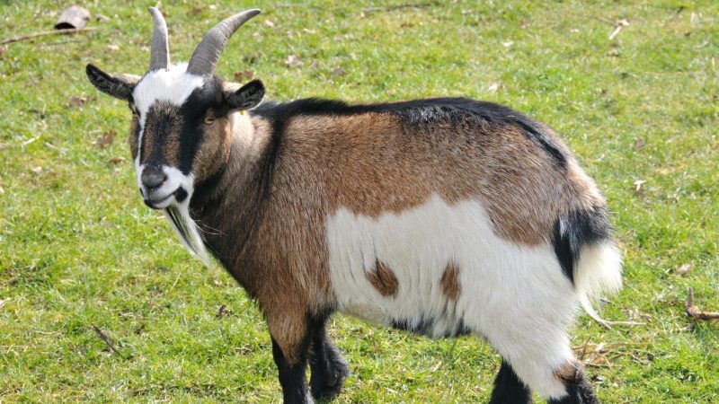 What Do Pygmy Goats Look Like