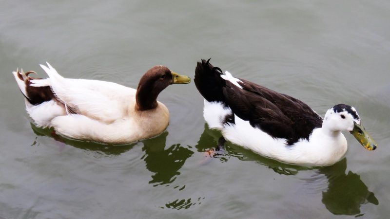 What Duck Breeds Are Good to Raise