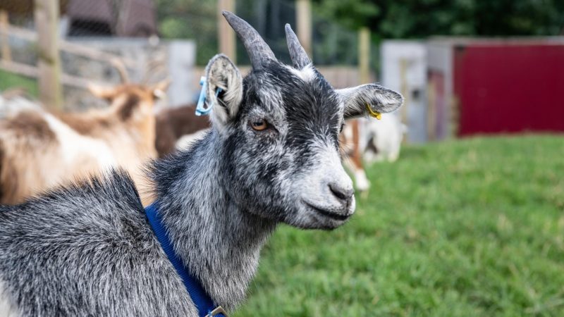 Where Do Pygmy Goats Originate